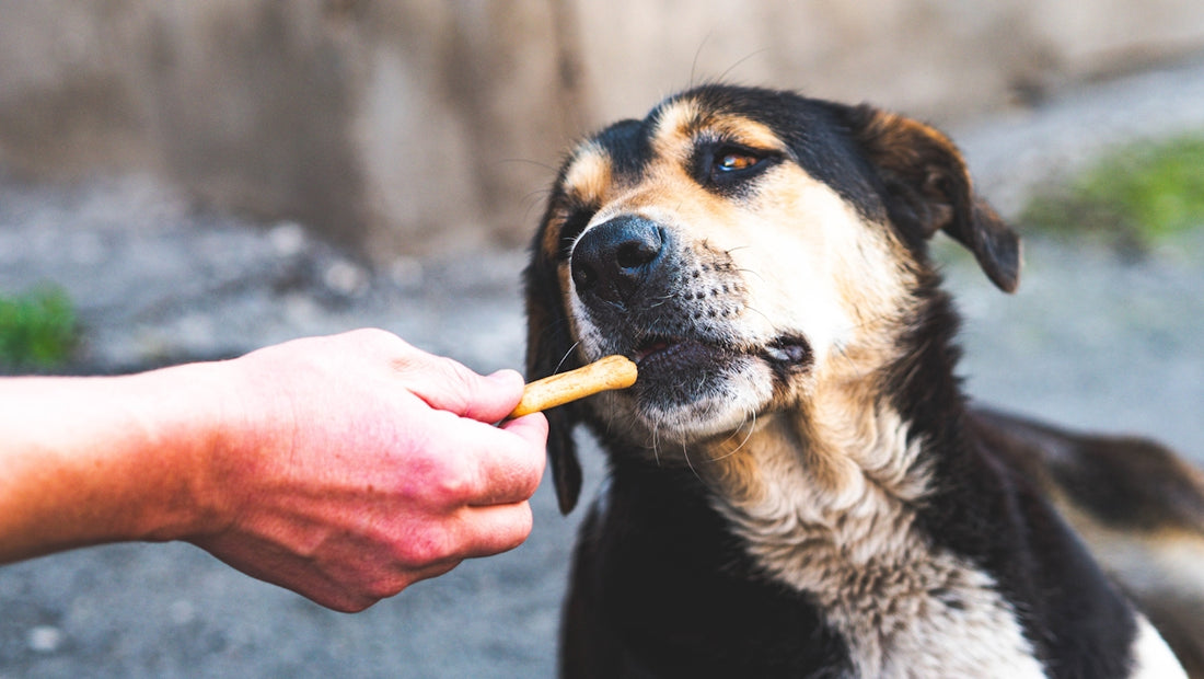 A person feeding a dog a piece of food