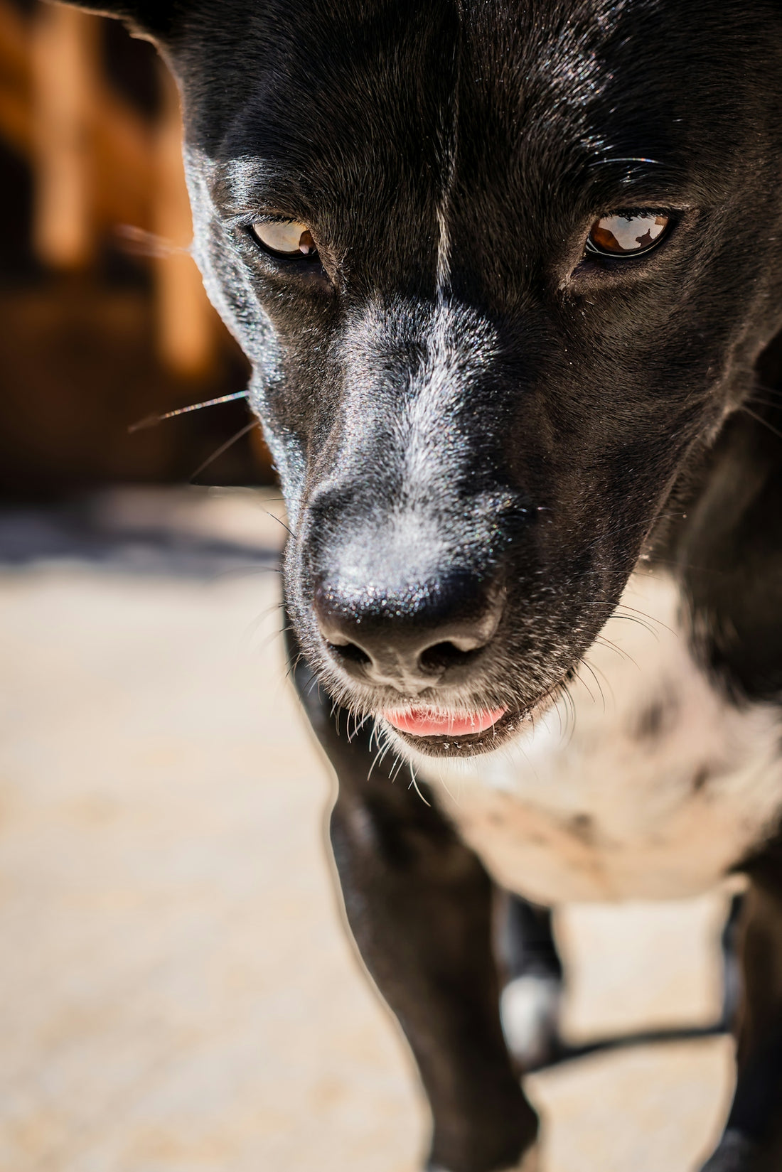 A black and white dog standing on top of a tile floor