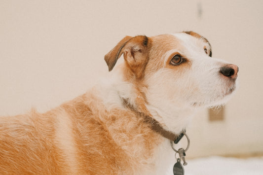 A brown and white dog wearing a leash