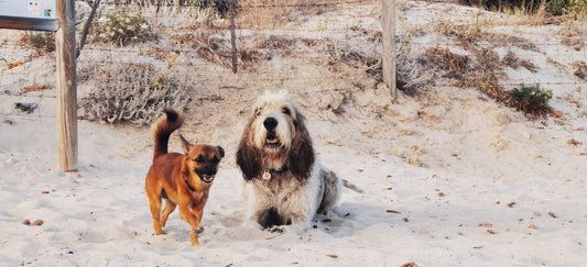 A couple of dogs that are standing in the snow