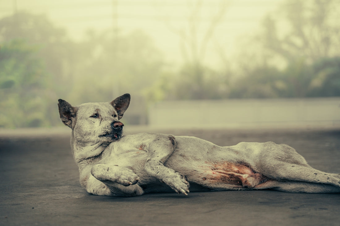 A dog that is laying down on the ground