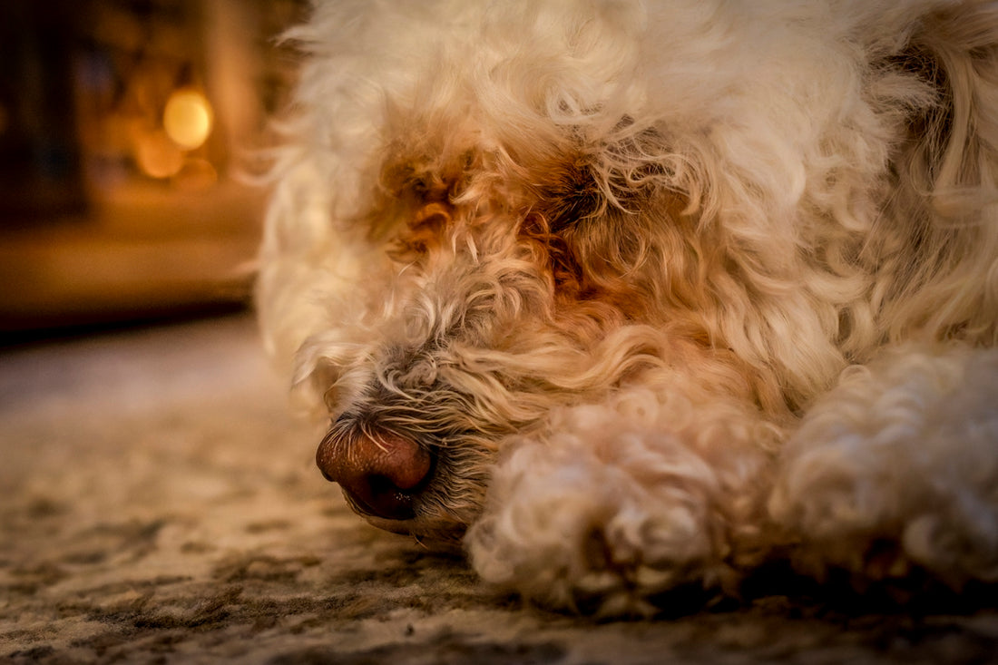 A dog laying on the floor next to a fire place