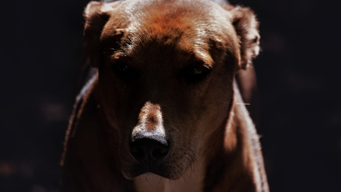A close up of a brown dog with a black background