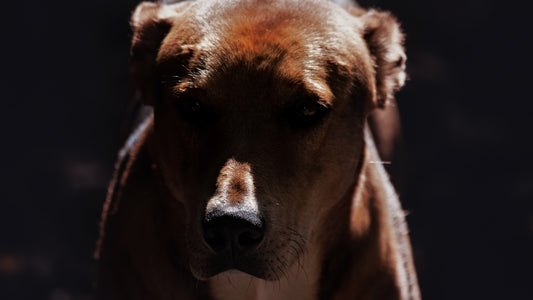 A close up of a brown dog with a black background