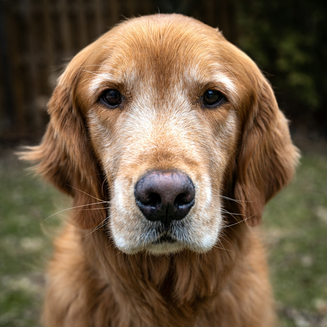 A close up of a dog's face with grass in the background