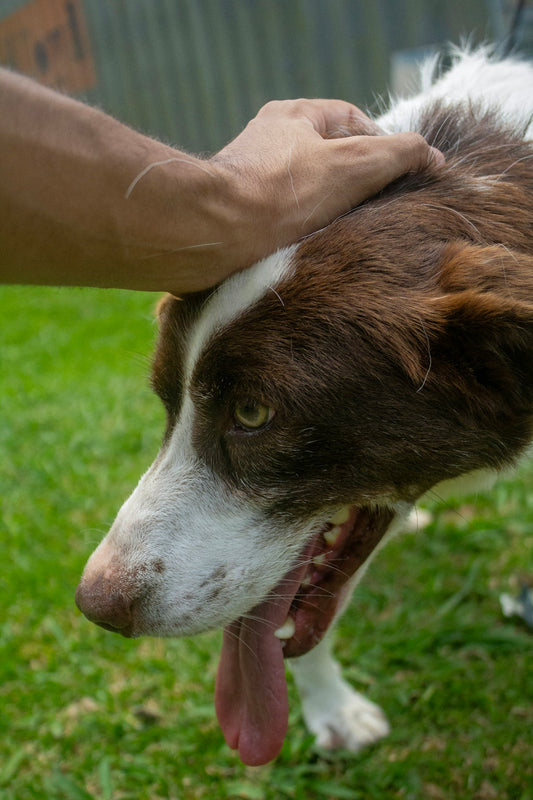 A brown and white dog standing on top of a lush green field
