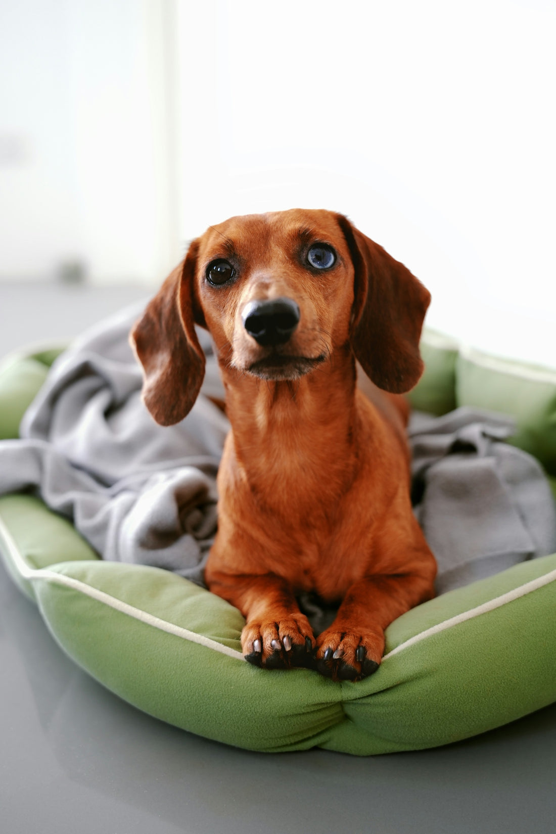 A brown dog sitting on top of a green dog bed