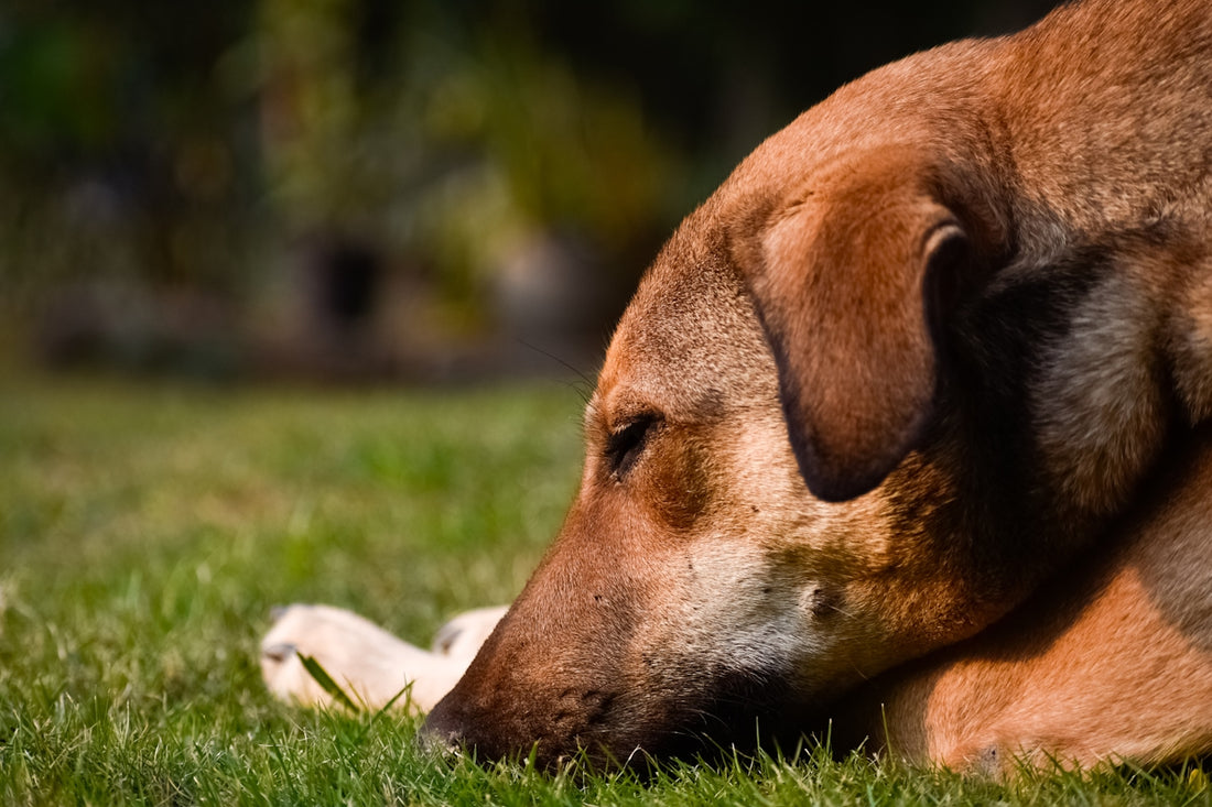 A brown dog laying on top of a lush green field