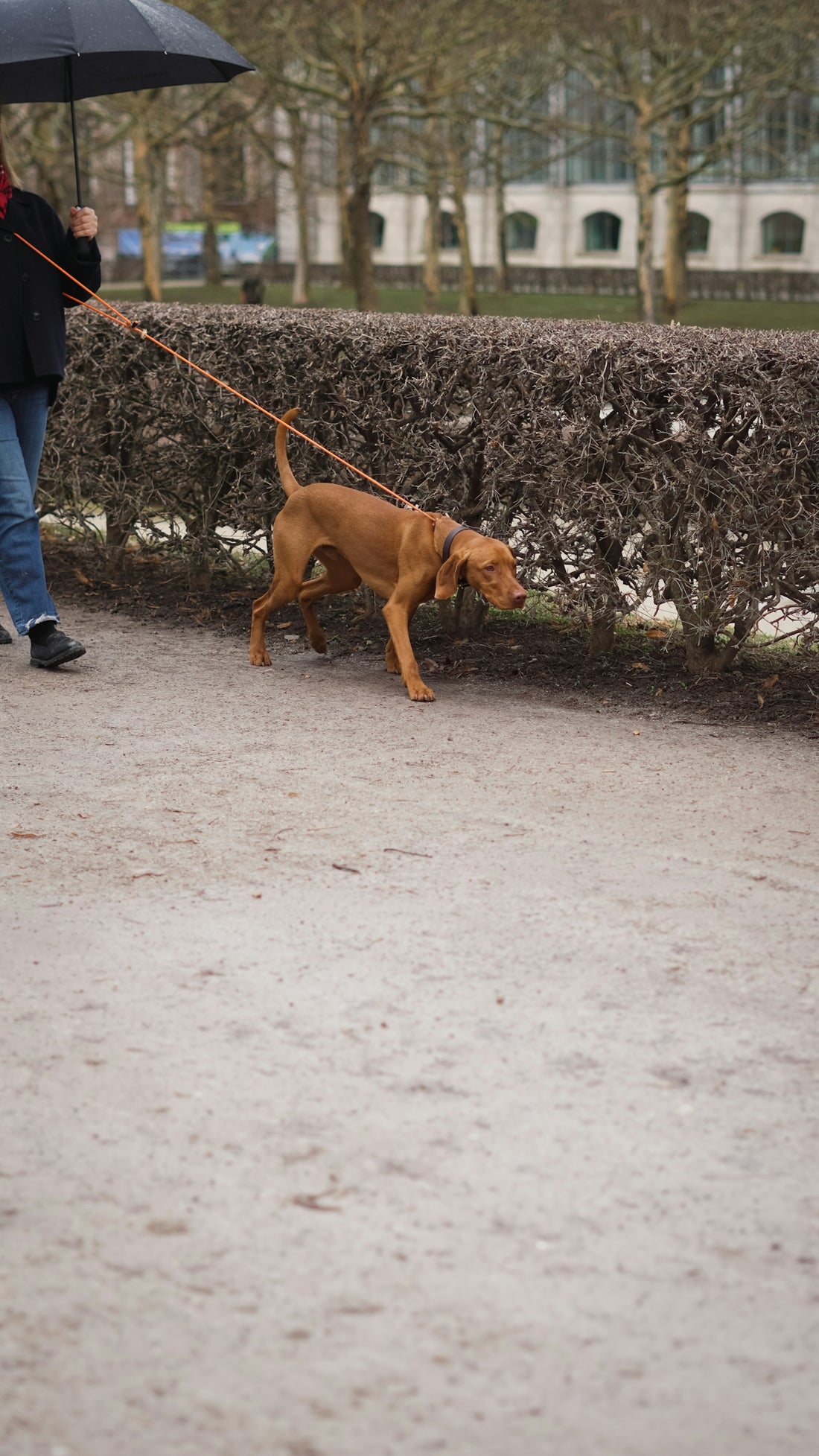 A person walking a dog with an umbrella