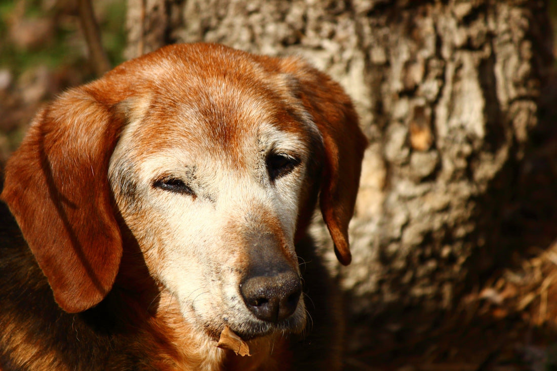 A relaxed looking dog sits near a tree.