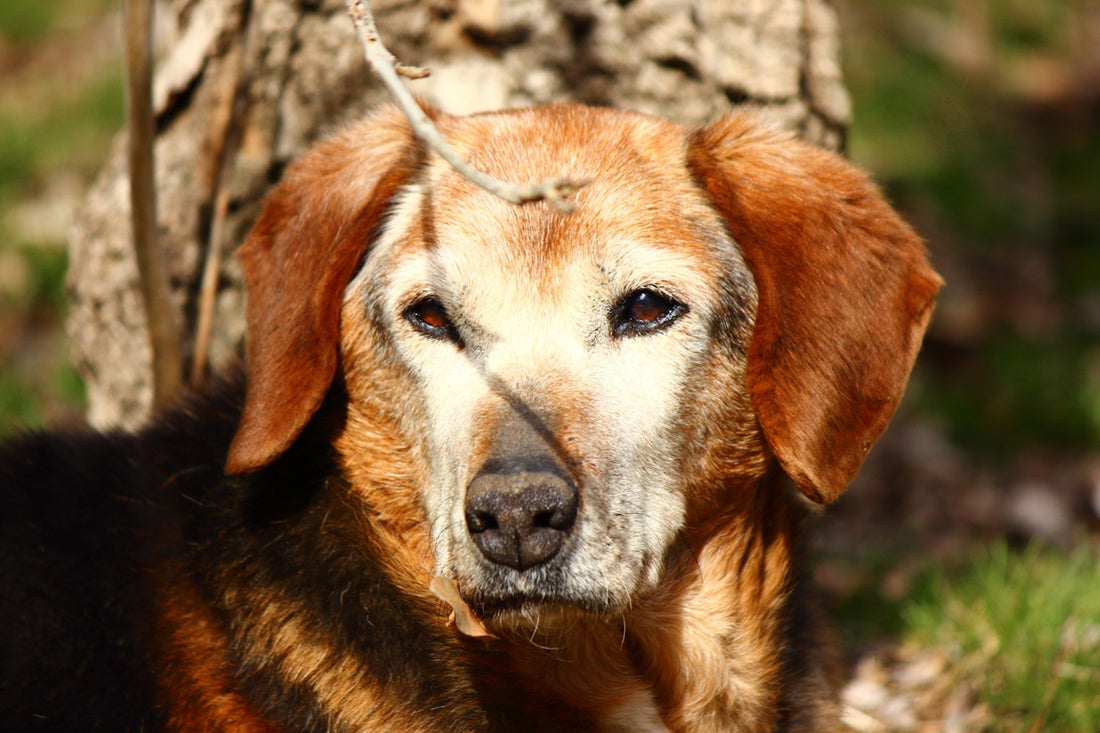 A dog gazes intently at the camera.