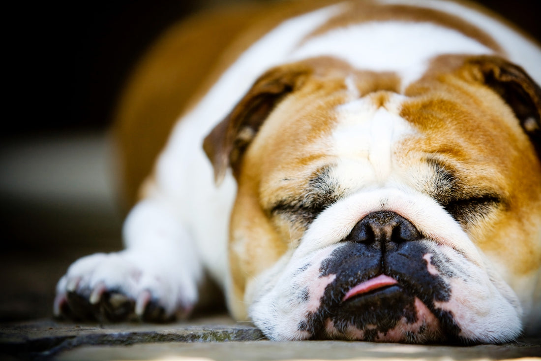 A bulldog is relaxing and sleeping peacefully.