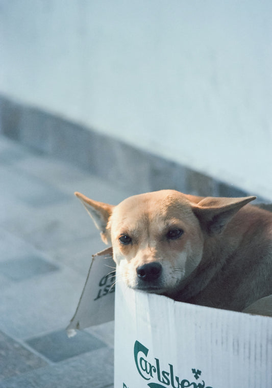 Dog rests inside a cardboard box.