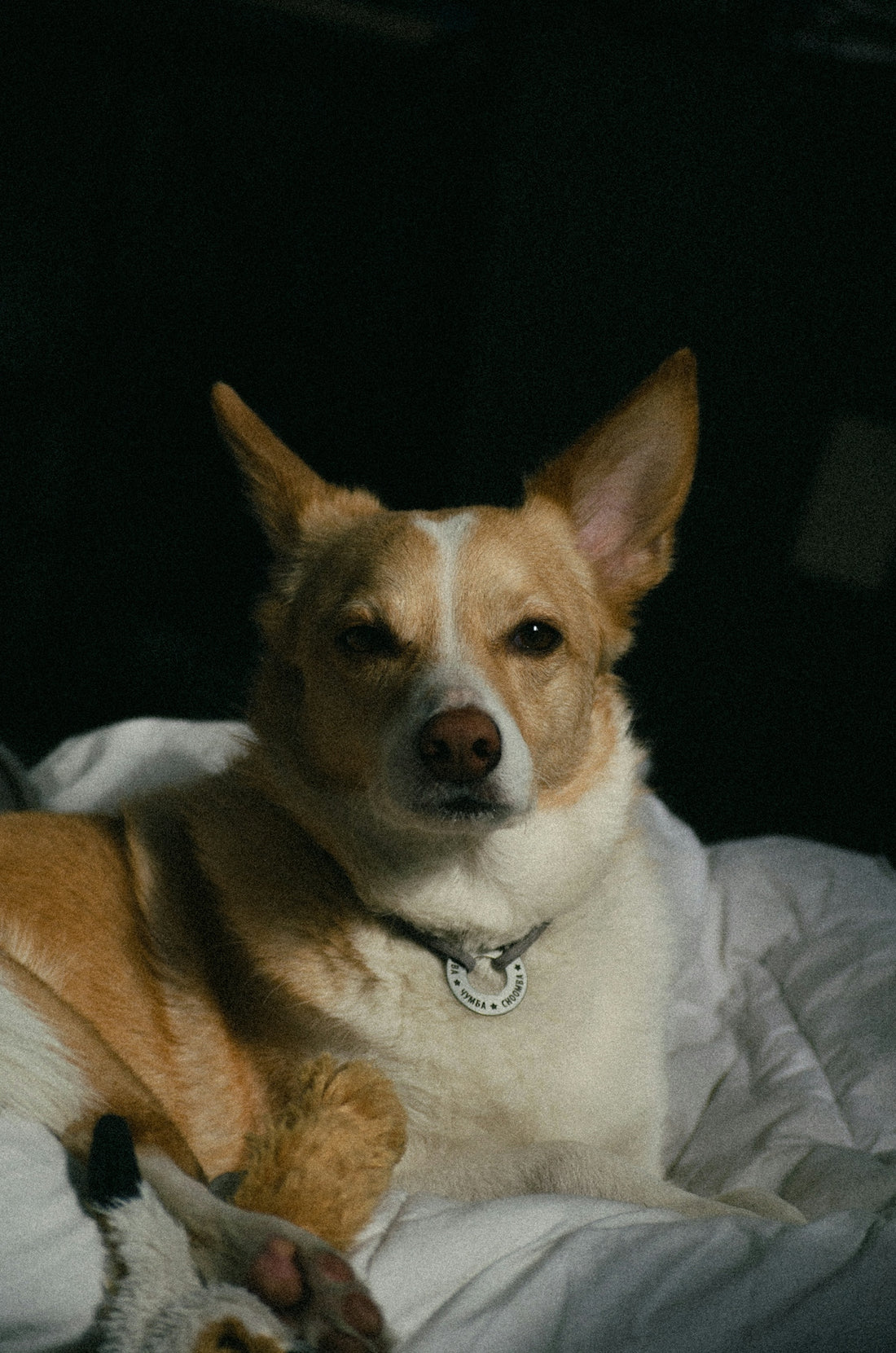 Dog is relaxing on a bed, looking at the camera.