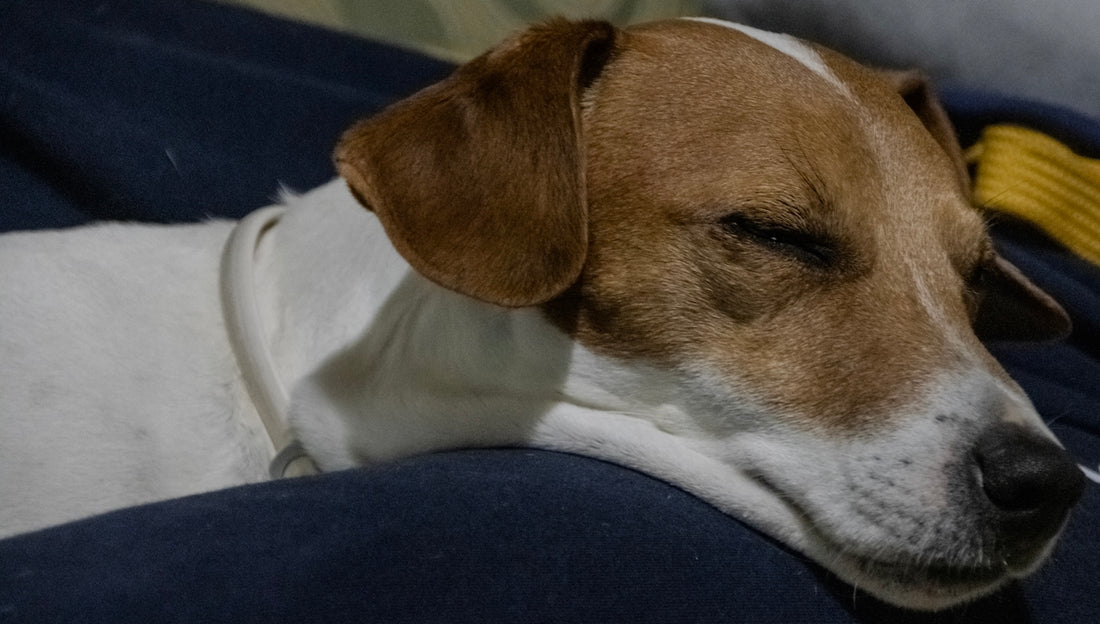 A sleepy dog is resting peacefully.