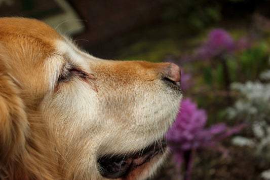 Golden retriever dog is sniffing the flowers.