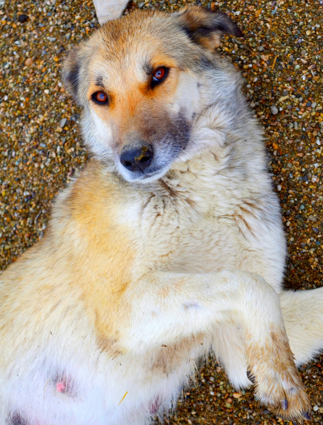 A happy dog is lying on the ground.