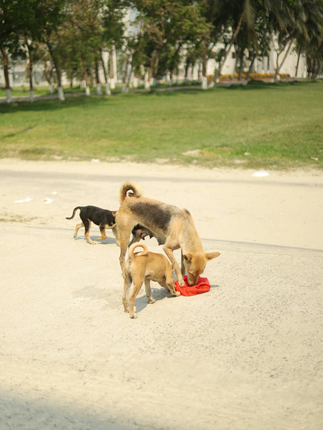 Dogs eat food on the ground, outside in nature.