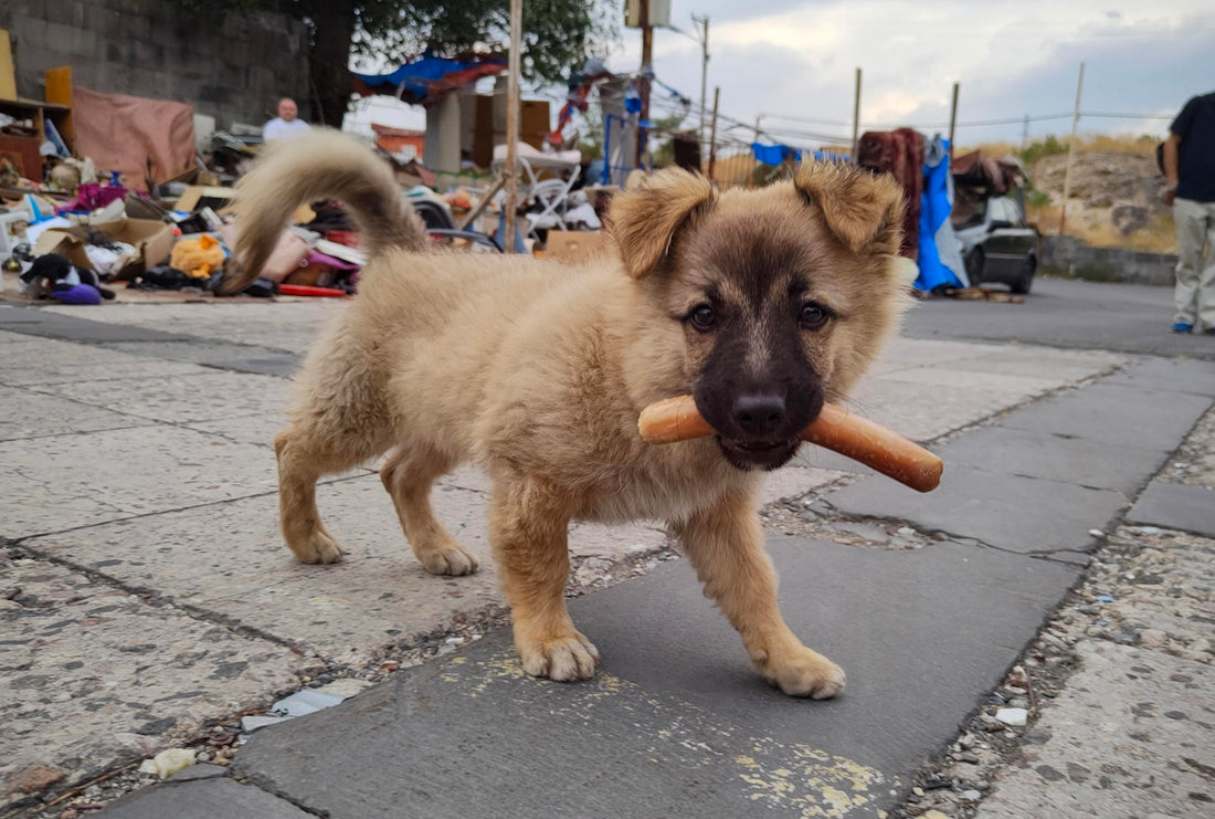 A puppy carries a stick in its mouth.
