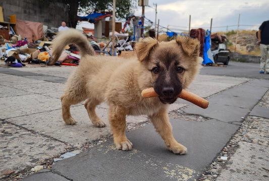 A puppy carries a stick in its mouth.