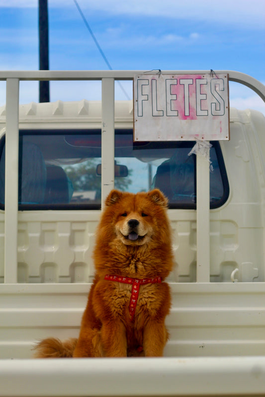 A chow chow sits in the back of a truck.