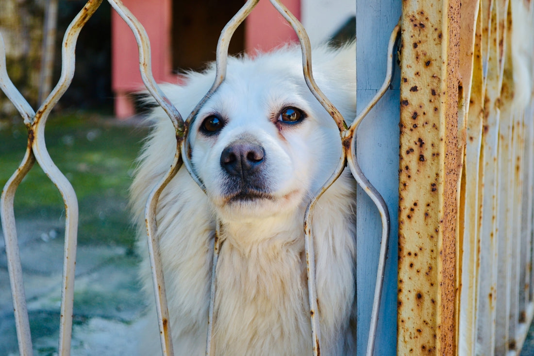 A white dog looks sadly through a rusty gate