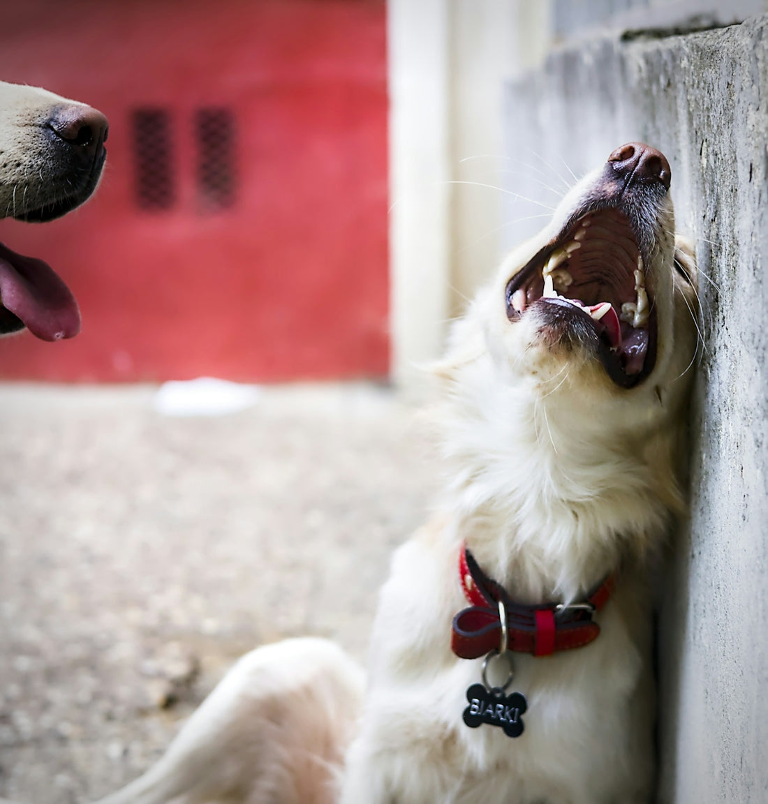 Happy dog barks with its mouth wide open.