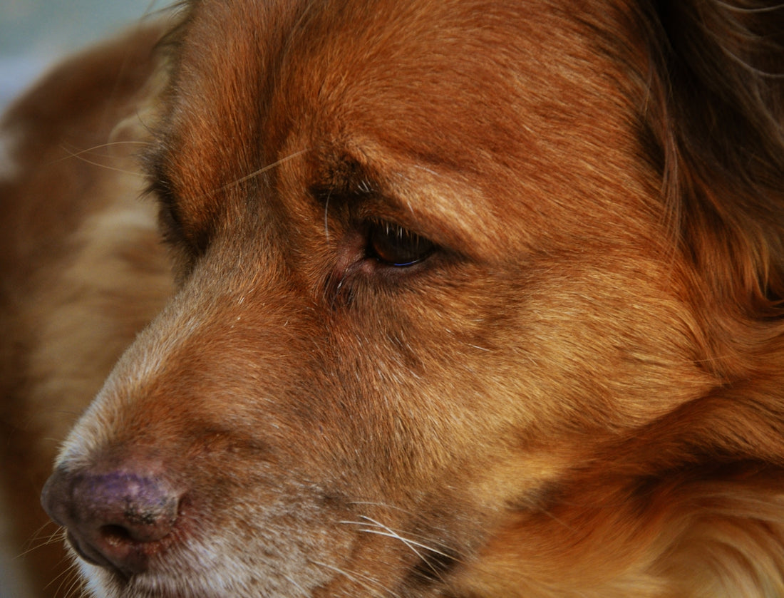A golden retriever dog is shown in close-up.
