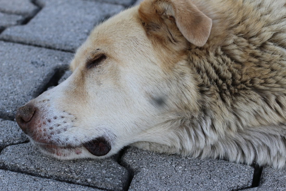 A peaceful dog napping on pavement.