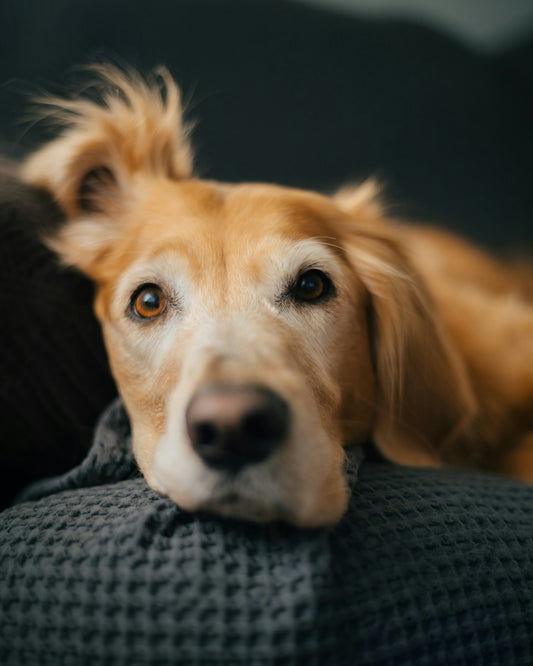 A golden retriever rests comfortably and peacefully.