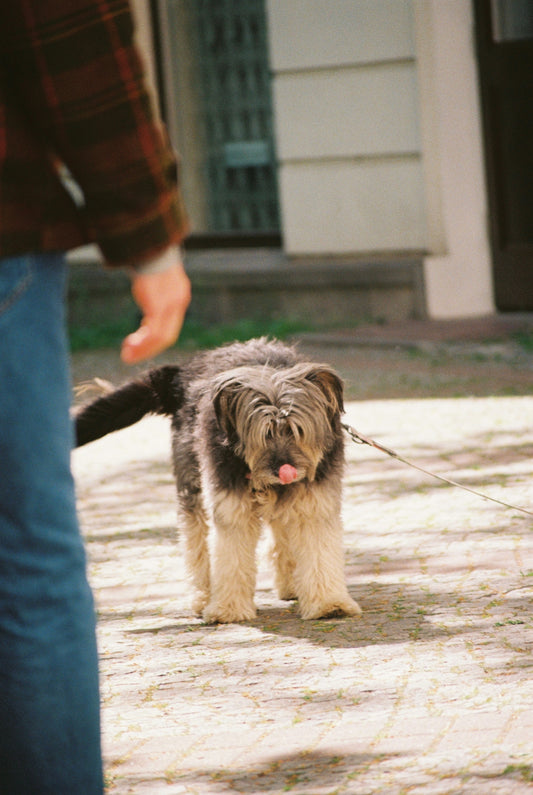 A dog walks on a leash with its owner