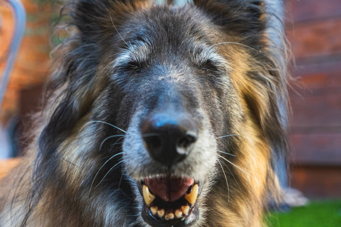 A senior dog smiles with its mouth open.