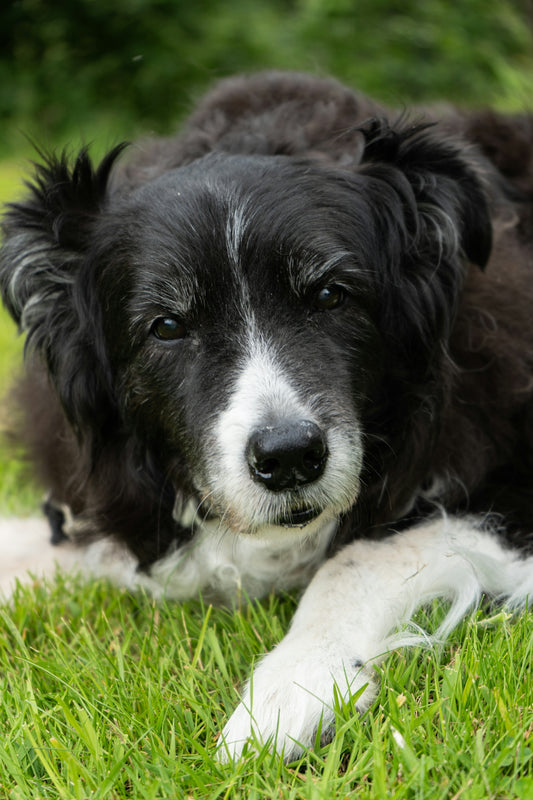 A black and white dog is resting in the grass
