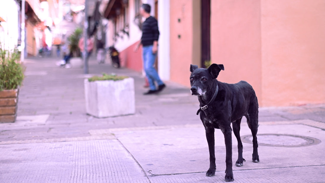 A black dog stands on a city street.