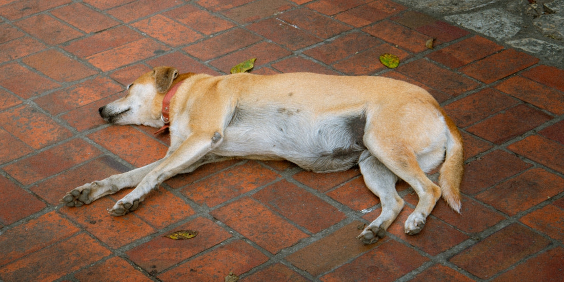 A dog is sleeping peacefully on the ground.