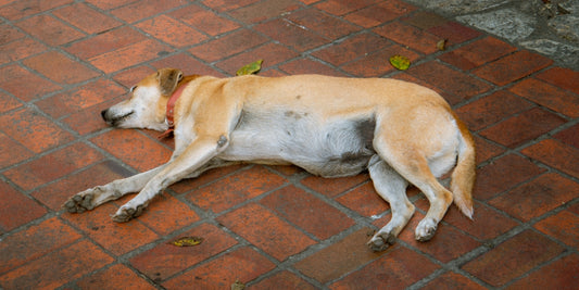 A dog is sleeping peacefully on the ground.