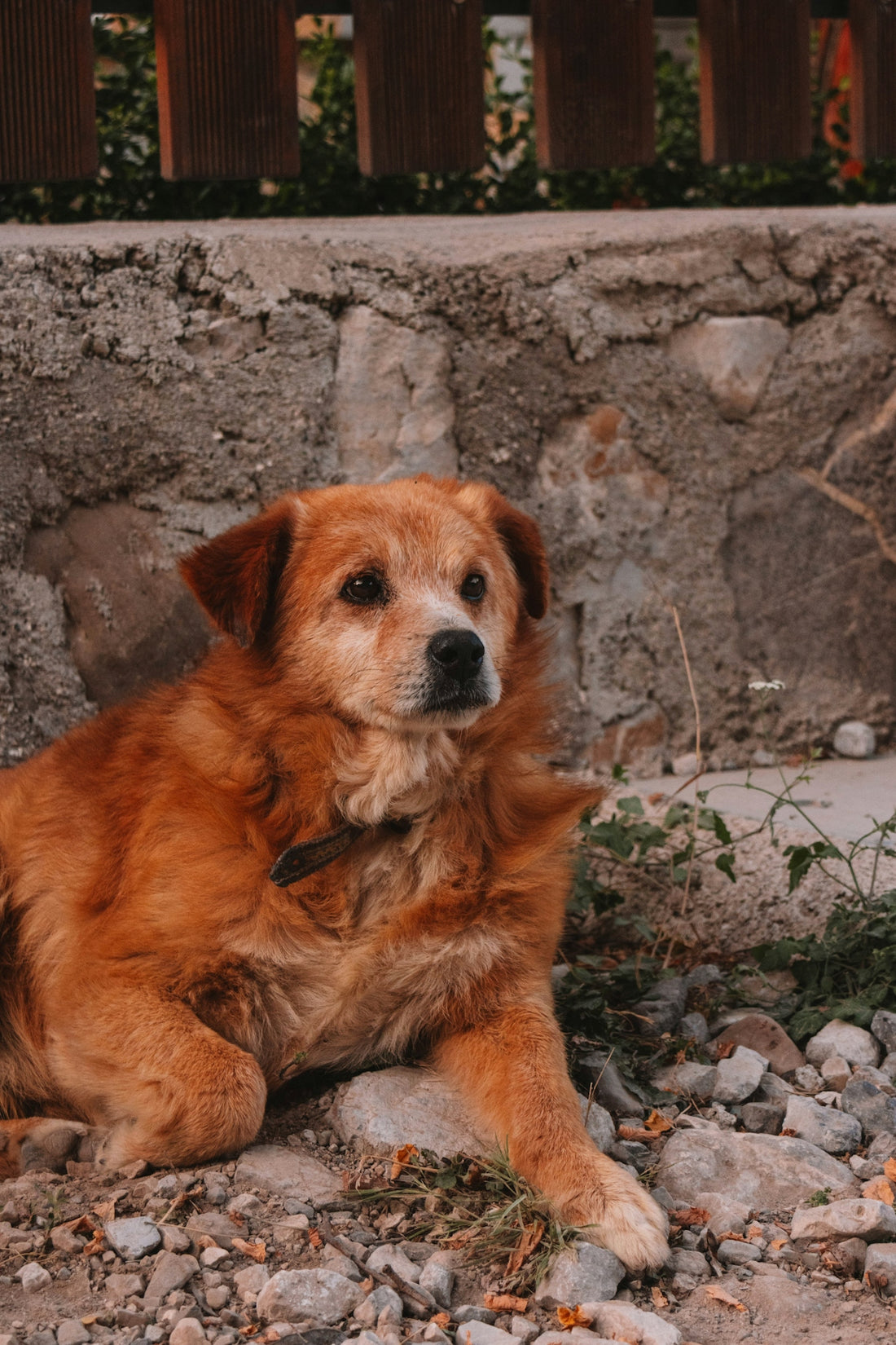 A golden dog lays patiently on gravel