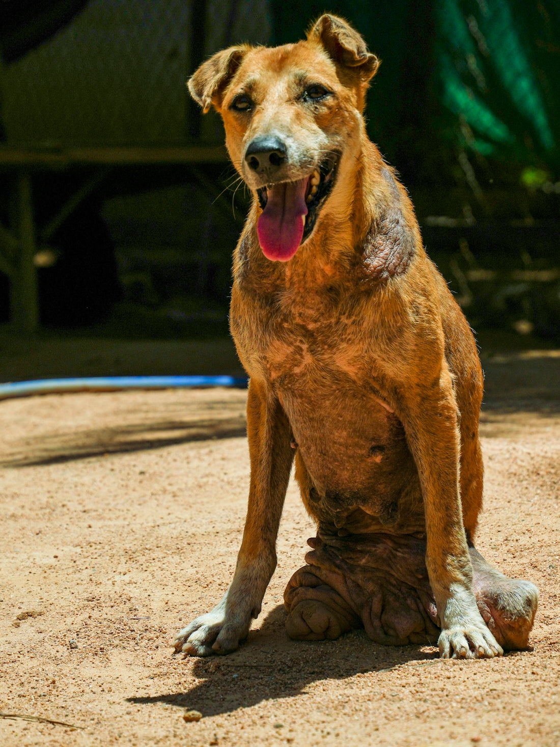 A happy dog with scars sits on the ground.