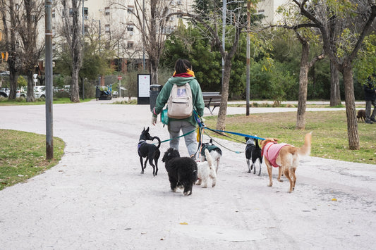 Person, die in einem Park einen Hundestapel führt.