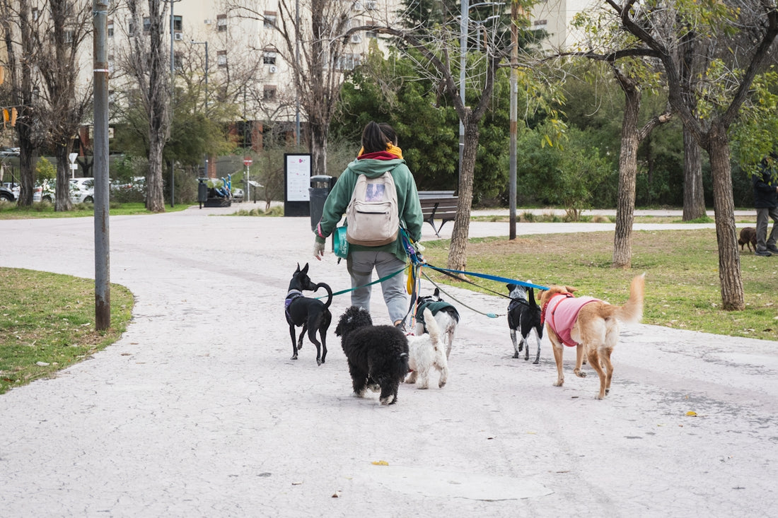 Person walking a pack of dogs in a park