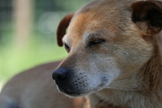 A light brown dog with eyes closed outdoors