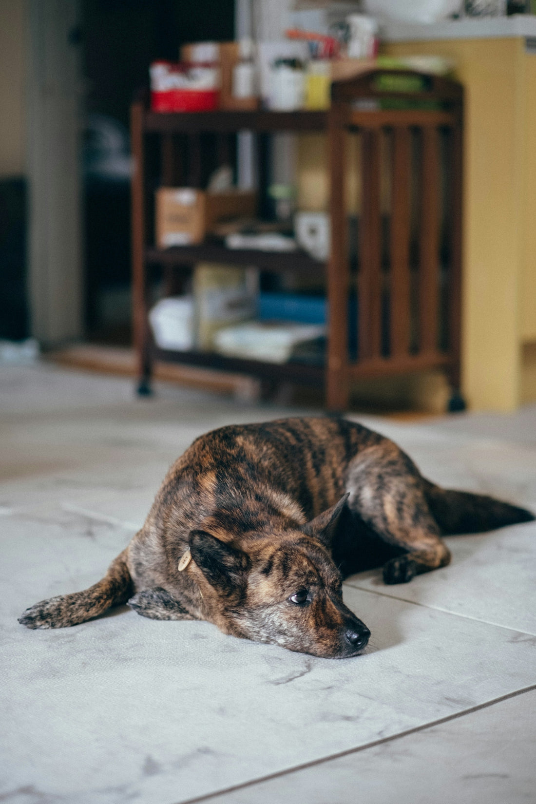 A brindle dog lies on a tiled floor.