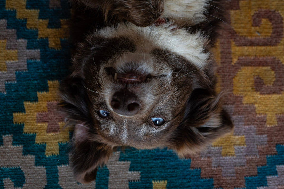 A dog with blue eyes lies on a colorful rug