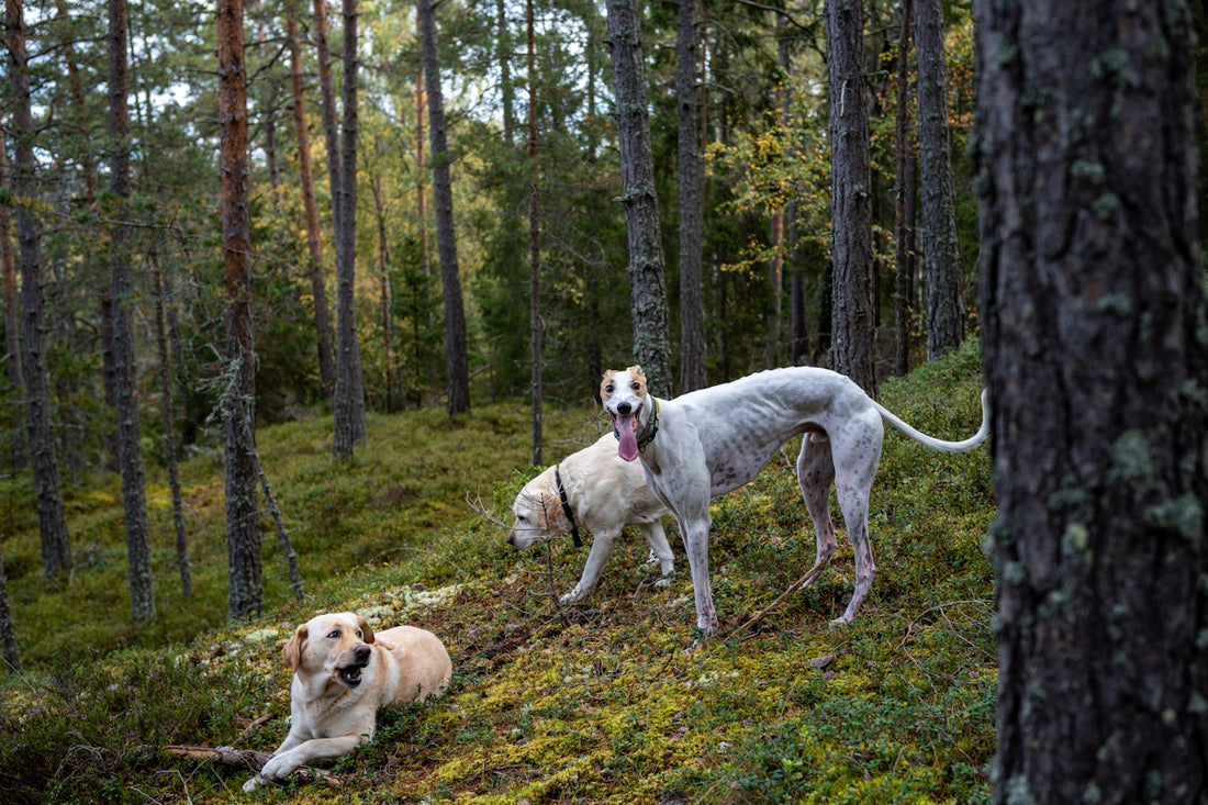 Two dogs in a mossy forest with trees