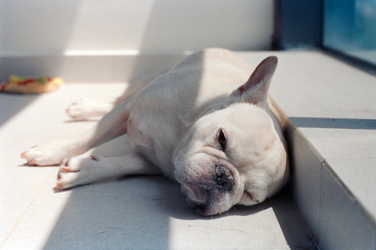 A white french bulldog sleeps on a sunny floor