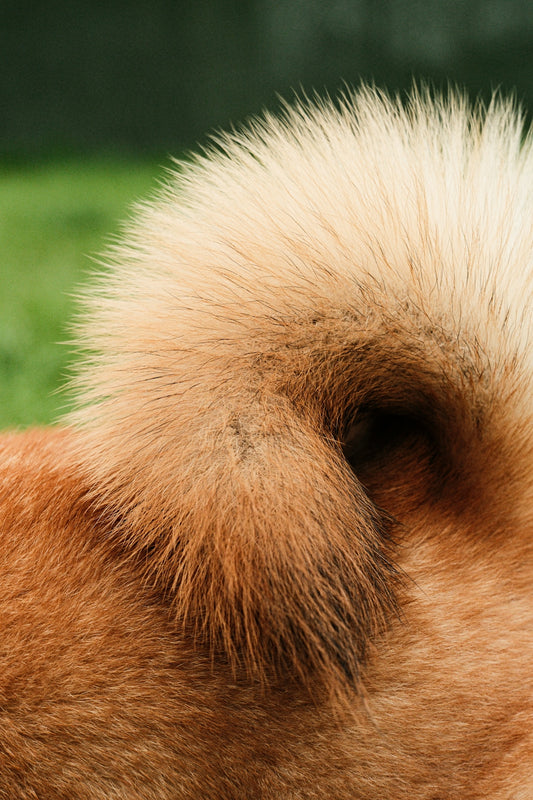 Close-up of a fluffy dog's curled tail