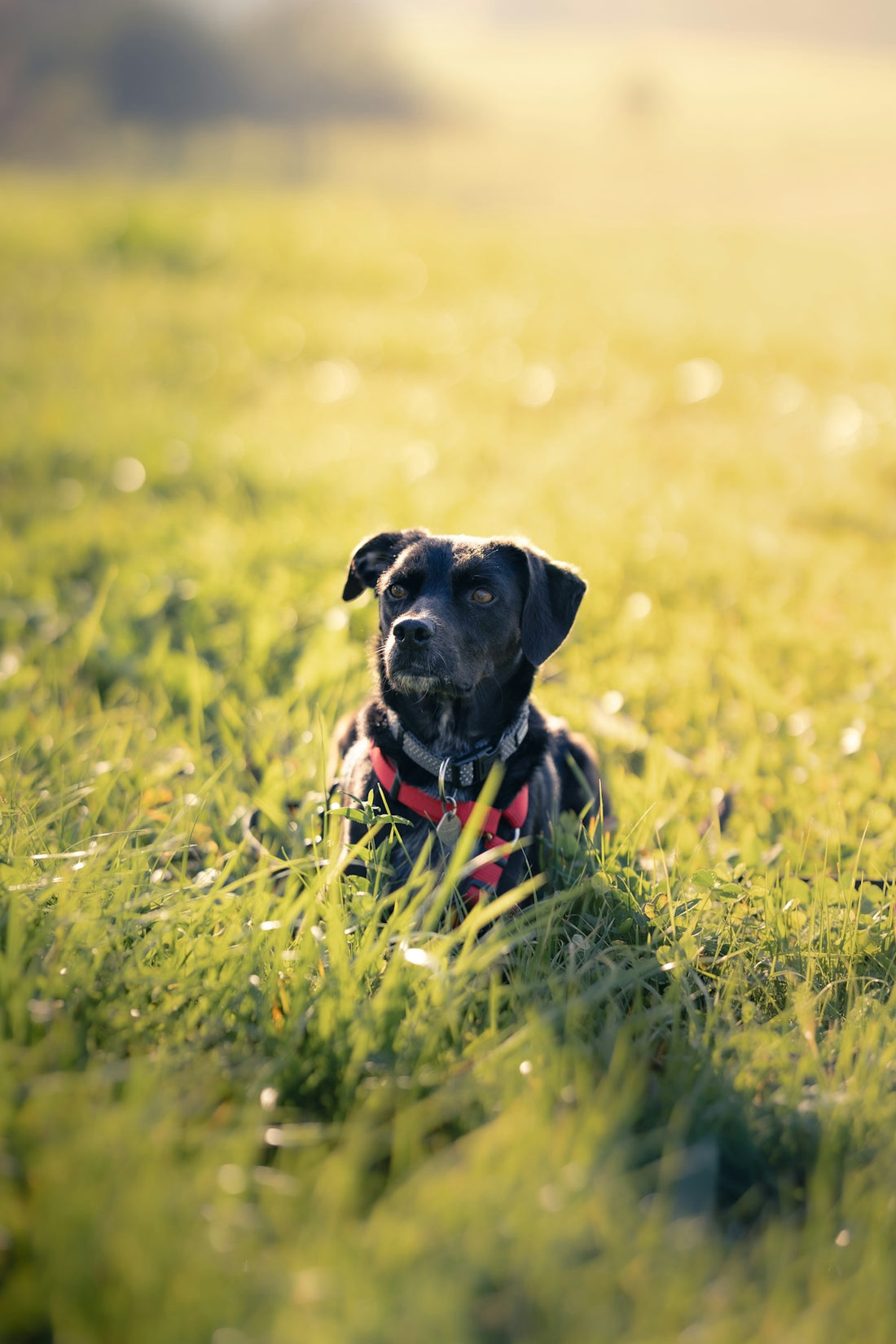 A black dog wearing a red harness lies in grass.