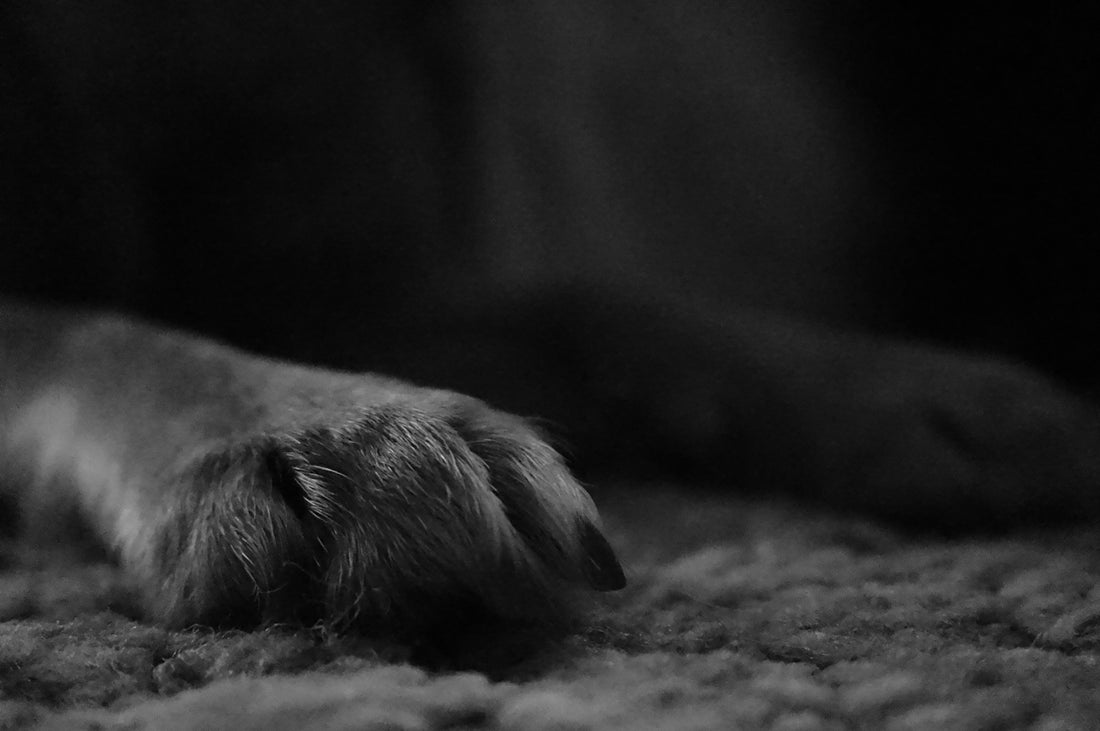 Close-up of a dog's paw on a textured surface.