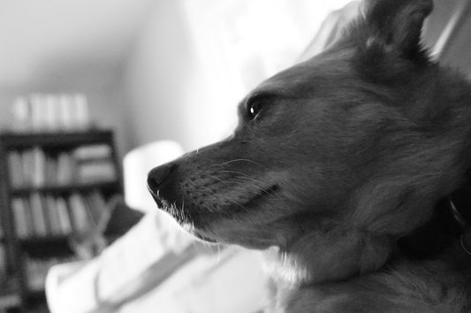 A dog looks out a window in black and white.