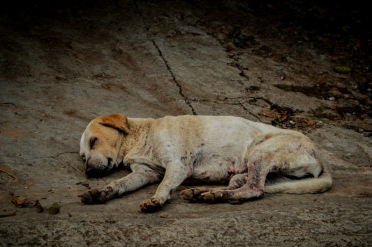 A sickly dog lies on a cracked concrete surface